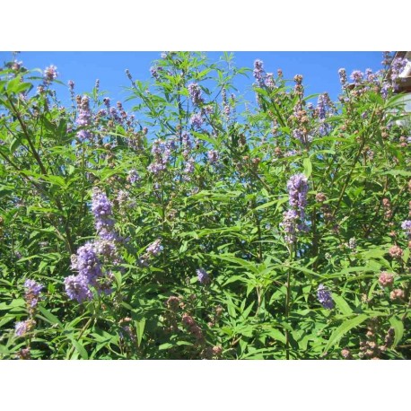 Vitex agnus-castus - Gattilier, poivre des moines, poivrier des moines.