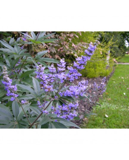 Vitex agnus-castus var latifolia - Gattilier, Agneau chaste, Poivre des moines