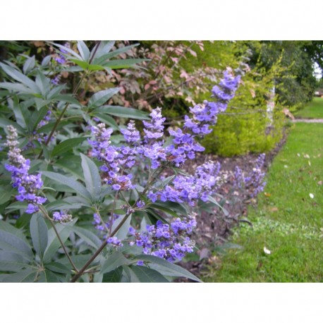 Vitex agnus-castus var latifolia - Gattilier, Agneau chaste, Poivre des moines