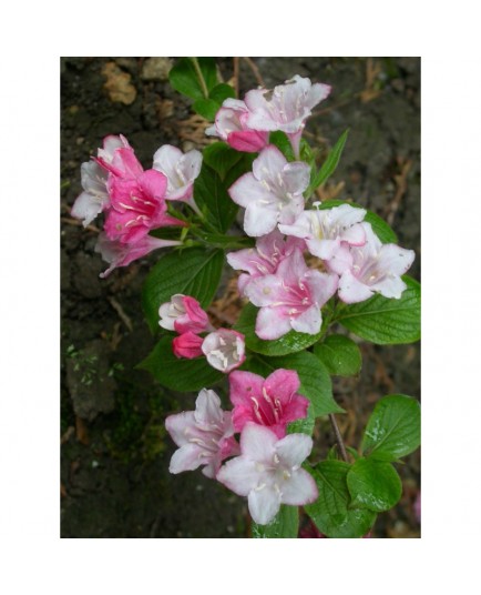 Weigela 'Abel Carriere' - weigelia