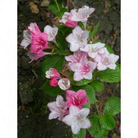 Weigela 'Abel Carriere' - weigelia