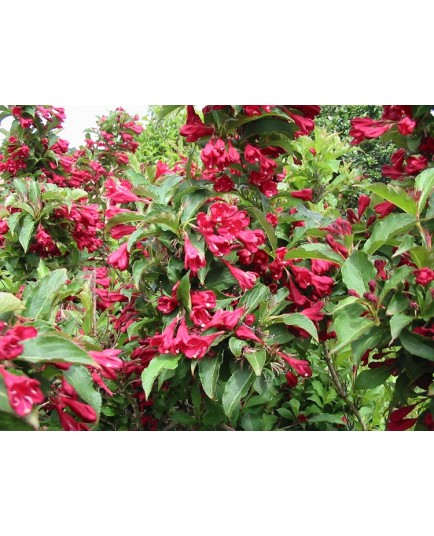 Weigela 'Ballet' - weigelia