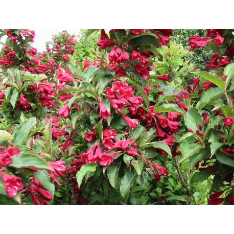 Weigela 'Ballet' - weigelia