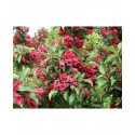 Weigela 'Ballet' - weigelia