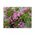 Weigela 'Booskop Glory' - weigelia