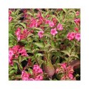 Weigela 'Bristol Ruby' - weigelia