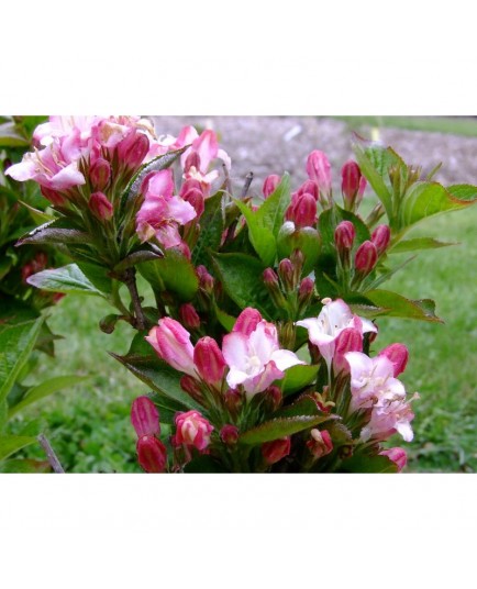 Weigela 'Carnaval'® ( Courtalor)- weigelia