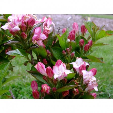 Weigela 'Carnaval'® ( Courtalor)- weigelia