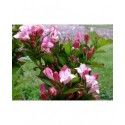 Weigela 'Carnaval'® ( Courtalor)- weigelia