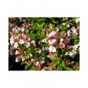 Weigela 'Carnaval'® ( Courtalor)- weigelia