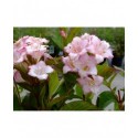 Weigela 'Carnaval'® ( Courtalor)- weigelia