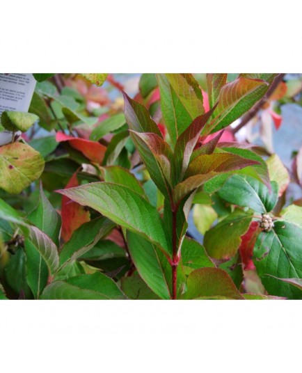 Weigela 'Conquête' - weigelia