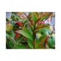 Weigela 'Conquête' - weigelia