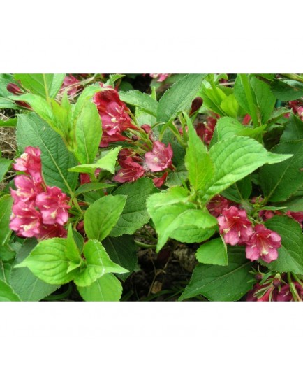 Weigela 'Emile Gallé' - weigelia