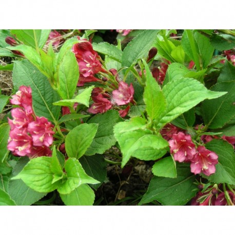 Weigela 'Emile Gallé' - weigelia