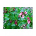 Weigela 'Emile Gallé' - weigelia