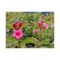 Weigela 'Eva Rathke' - weigelia