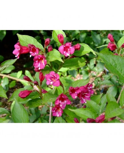 Weigela 'Fiesta' - weigelia