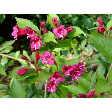 Weigela 'Fiesta' - weigelia