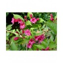 Weigela 'Fiesta' - weigelia