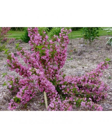 Weigela 'Lavallei'