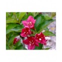 Weigela 'Lucifer' -Weigelia