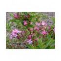 Weigela 'Majestueux' - weigelia