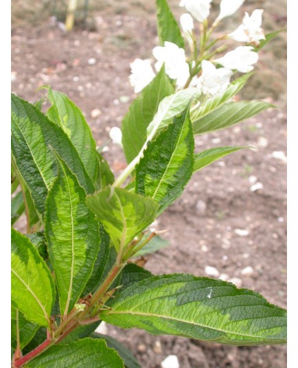 Weigela 'Milk & Honey'®' - weigelia