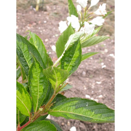 Weigela 'Milk & Honey'®' - weigelia