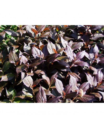 Weigela 'Minor Black'® - weigelia pourpre