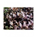 Weigela 'Minor Black'® - weigelia pourpre