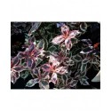 Weigela 'Monet'® (Verweg) - weigelia panaché