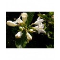 Weigela 'Mont Blanc' - weigelia blanc