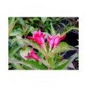 Weigela 'Nain Rouge'® (Courtanin) - weigelia