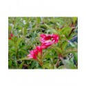 Weigela 'Nain Rouge'® (Courtanin) - weigelia