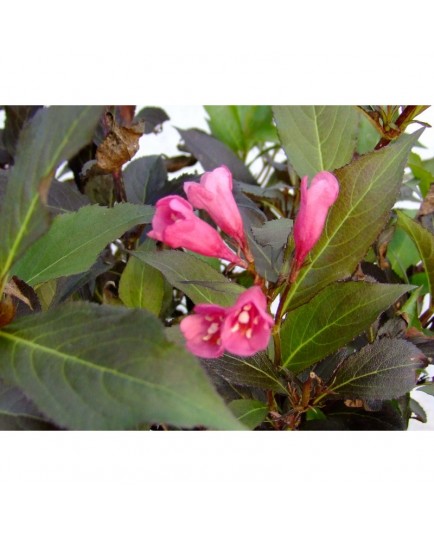 Weigela 'Naomi Campbell' - weigelia