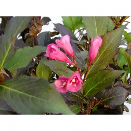 Weigela 'Naomi Campbell' - weigelia