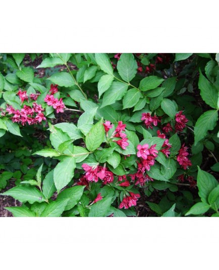 Weigela 'Newport Red' - weigelia