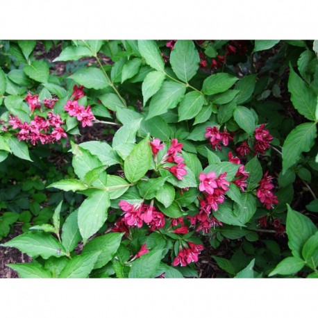 Weigela 'Newport Red' - weigelia