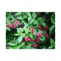 Weigela 'Newport Red' - weigelia