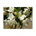 Weigela 'Snowflake' - weigelia