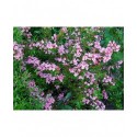 Weigela 'Styriaca' - weigelia