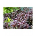 Weigela florida 'Alexandra'® (Wines & roses) - weigelia pourpre