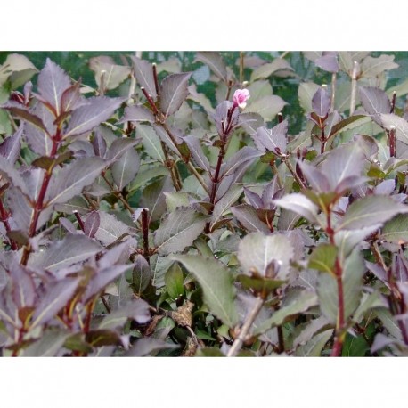 Weigela florida 'Purpurea' - weigelia pourpre