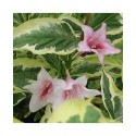 Weigela florida 'Variegata' - weigelia panaché