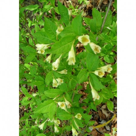 Weigela middendorffiana - weigelia