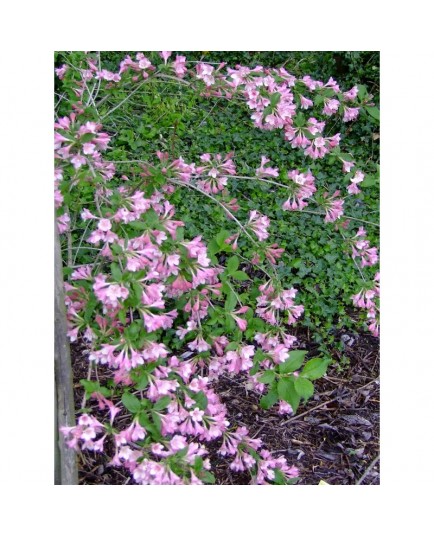 Weigela praecox 'Fleur de mai', weigelia