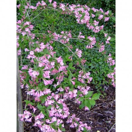 Weigela praecox 'Fleur de mai', weigelia