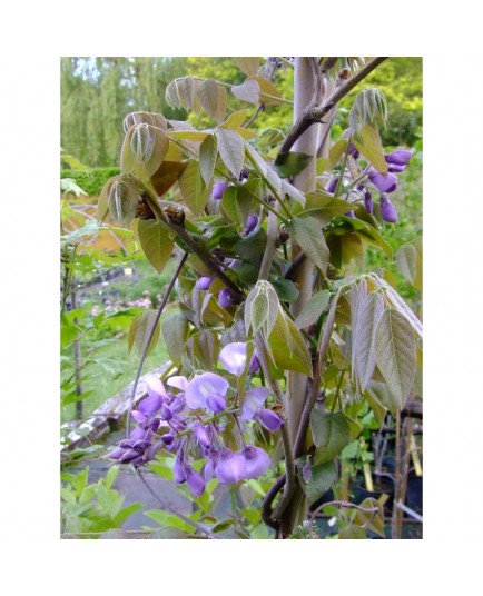 Wisteria brachybotrys 'Okayama' - glycine