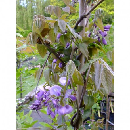 Wisteria brachybotrys 'Okayama' - glycine